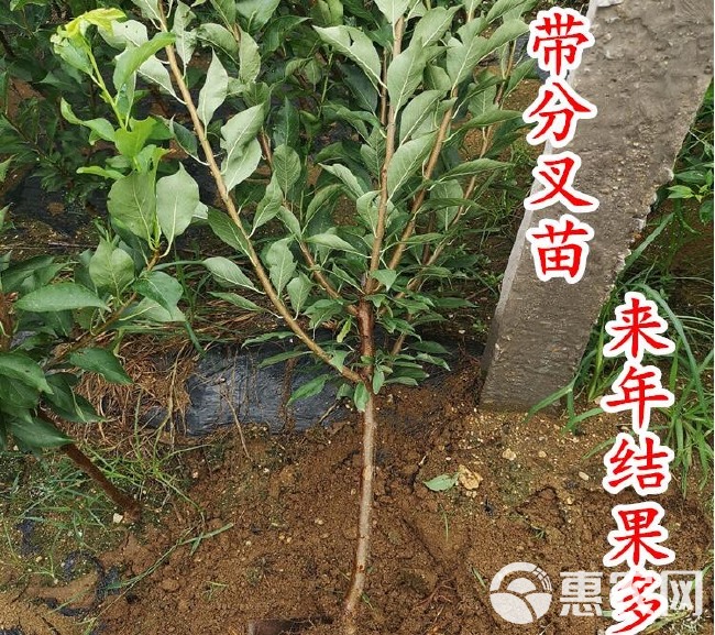  味帝李子苗 嫁接李子树苗 当年结果 南北方可种 甜度高