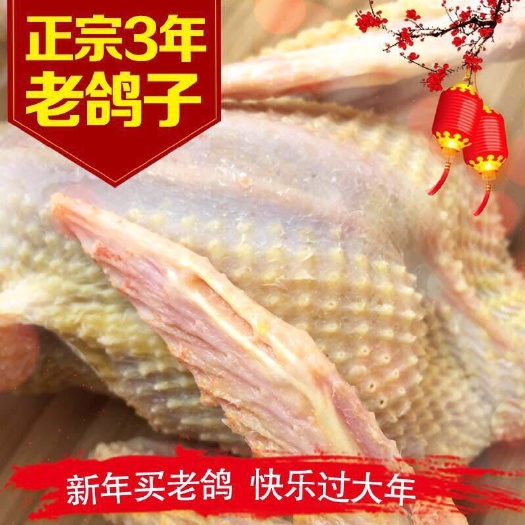 行唐县白条鸽 肉鸽肉三年老鸽子农家散养土鸽老鸽子乳鸽杂粮喂养新鲜现