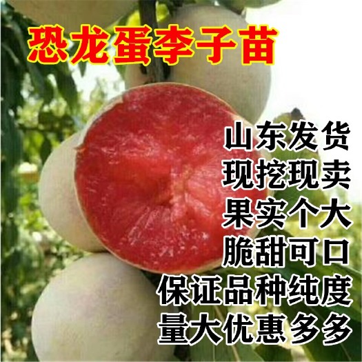 平邑县 恐龙蛋李子苗  嫁接李子树苗 当年结果南北方可种 风味香甜
