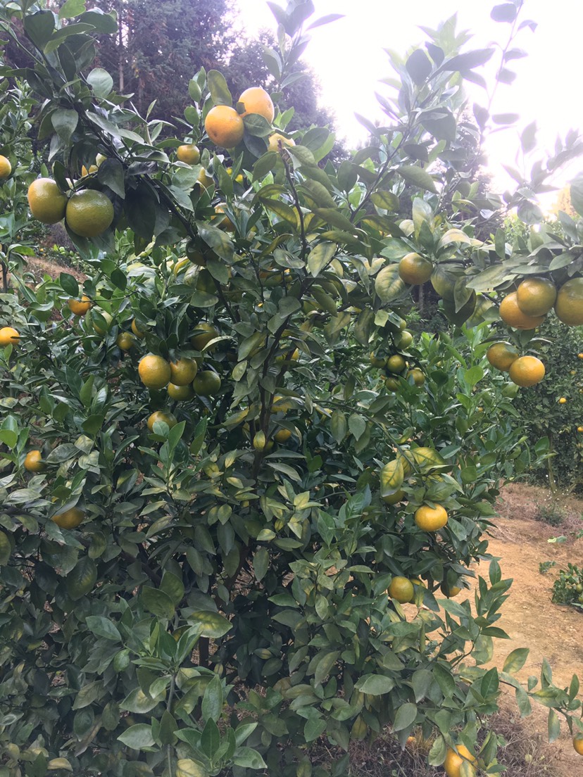 皇帝柑  德庆的种，皮薄，甜！