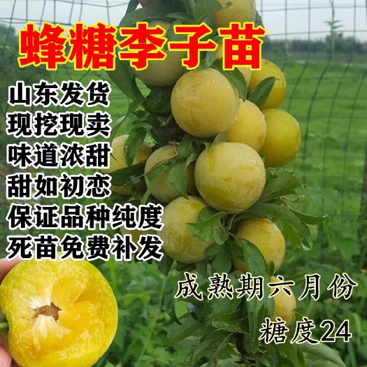 平邑县蜂糖李树苗  嫁接李子树苗 当年结果 味道浓甜 离核