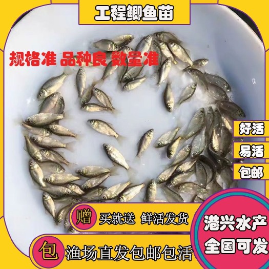 清远中科五号鲫鱼苗土鲫东北鲫鱼苗淡水养殖底层搭配养殖