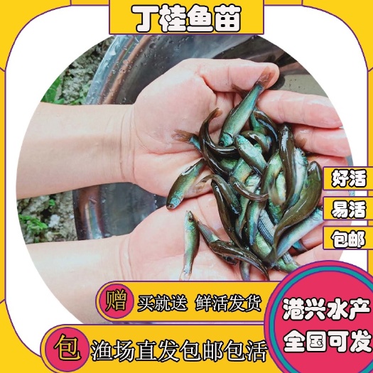 广州新鲜优质丁桂鱼苗 广东须岁直发 安全可靠养殖冷水鱼