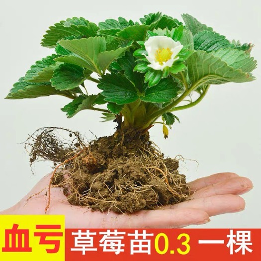 平邑县 四季草莓苗盆栽带土 南北方种植当年结果食用牛奶草莓秧阳台带盆
