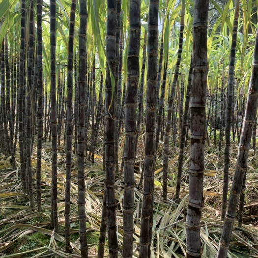 阳新县黑皮甘蔗  甘蔗300亩，还有100多亩，自家种植，只要联系，就会成交