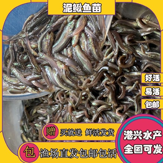 清远泥鳅苗 泥鳅苗 泥鳅水花苗