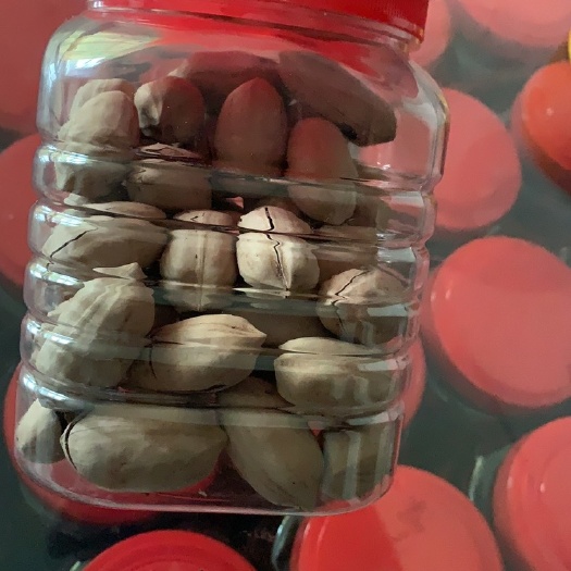 温州碧根果 6-12个月 