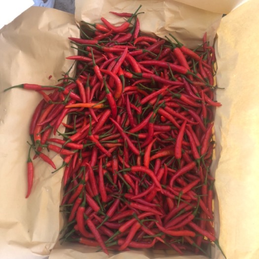 石屏县辣椒辣椒辣椒辣椒辣椒辣椒辣椒辣椒辣椒，精品辣椒，需要联系！