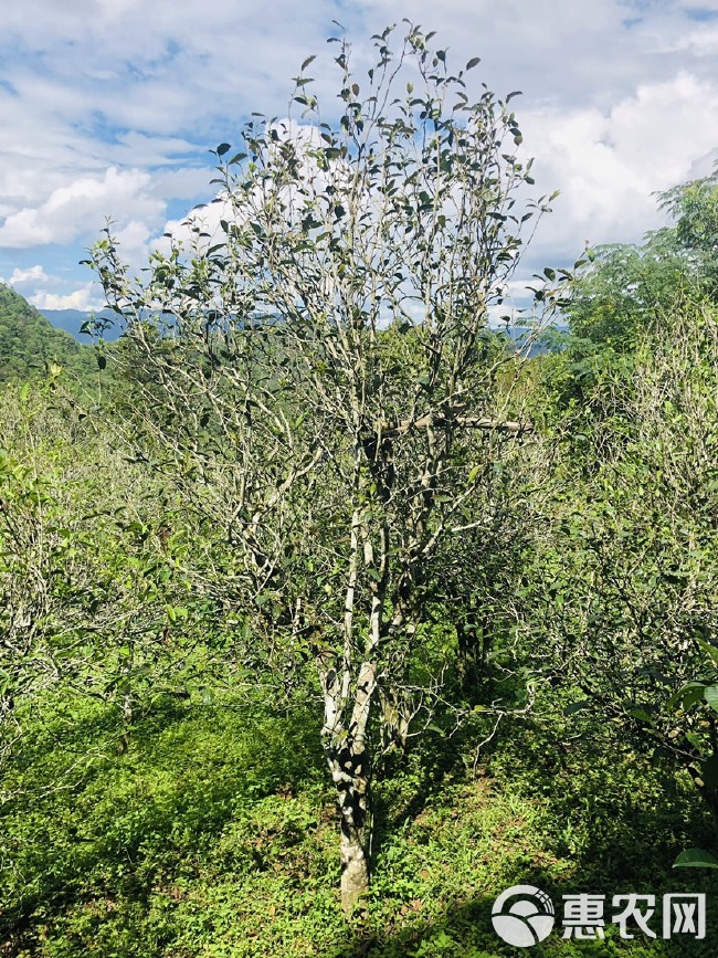 普洱茶单株古树生普2024年云南500年百年树龄纯料兰香茶叶