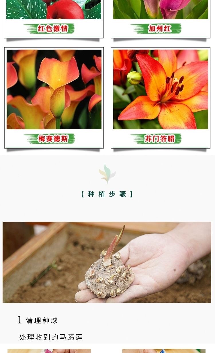 马蹄莲种球彩色马蹄莲带芽大球四季阳台室内盆栽易养