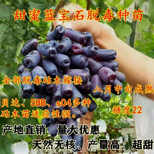 平邑县 甜蜜蓝宝石葡萄苗 嫁接优质脱毒葡萄苗 当年结果死苗补发