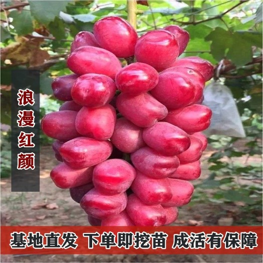 平邑县 浪漫红颜葡萄苗 嫁接优质葡萄苗 提供技术死苗补发 当年结果