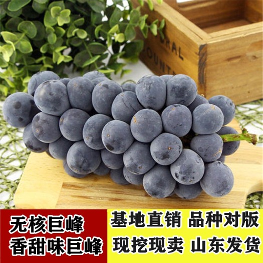 平邑县 早熟无核巨峰葡萄苗 早熟葡萄苗 当年结果 基地直销 量大优惠