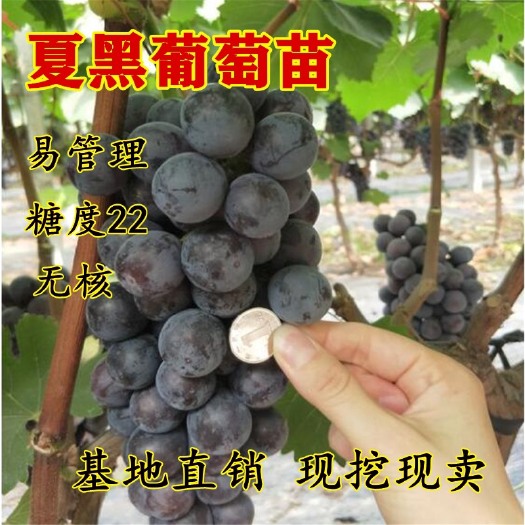 平邑县无核夏黑葡萄苗 早熟无核葡萄苗 当年结果 南北方均可种植