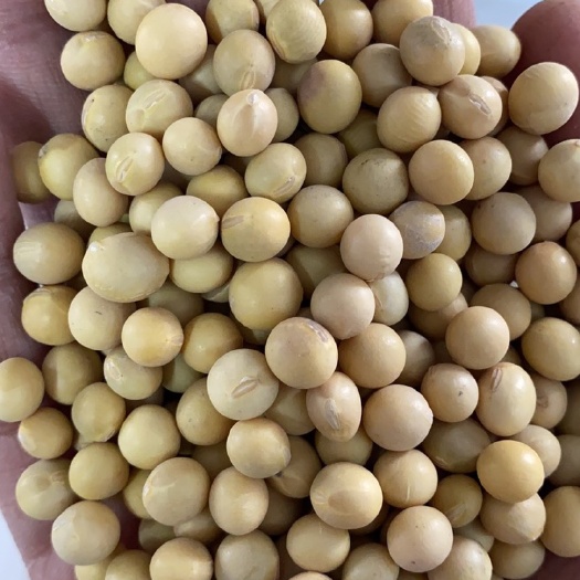 敦化市黄大豆特等豆，7.0上大豆