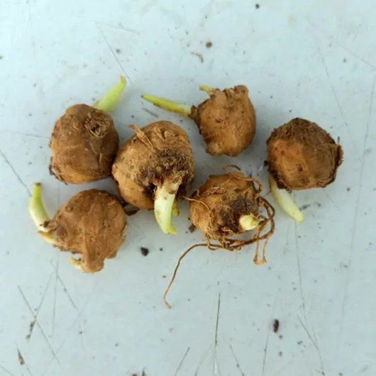 马蹄莲种球彩色马蹄莲带芽大球四季阳台室内盆栽易养
