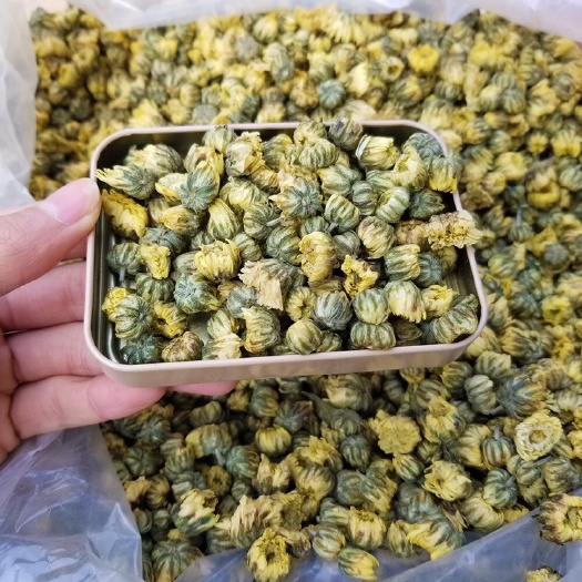 2025新胎菊桐乡胎菊王菊花茶杭白菊原产地货源 散装
