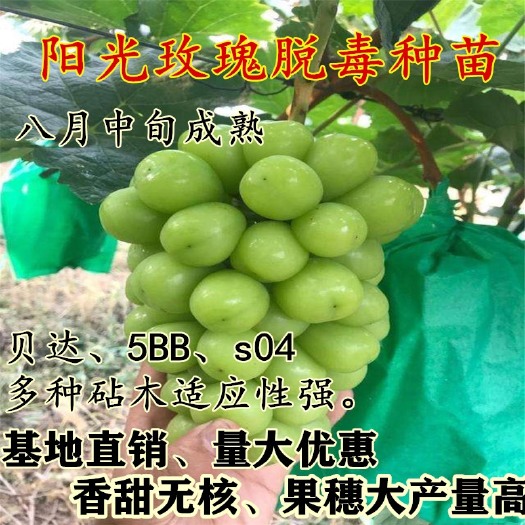 平邑县阳光玫瑰葡萄苗 嫁接优质葡萄苗 脱毒砧木贝达、5bb、s04