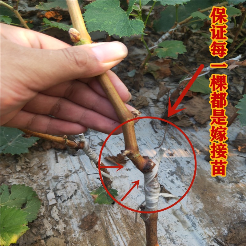  浪漫紅顏葡萄苗 嫁接優(yōu)質(zhì)葡萄苗 提供技術(shù)死苗補(bǔ)發(fā) 當(dāng)年結(jié)果