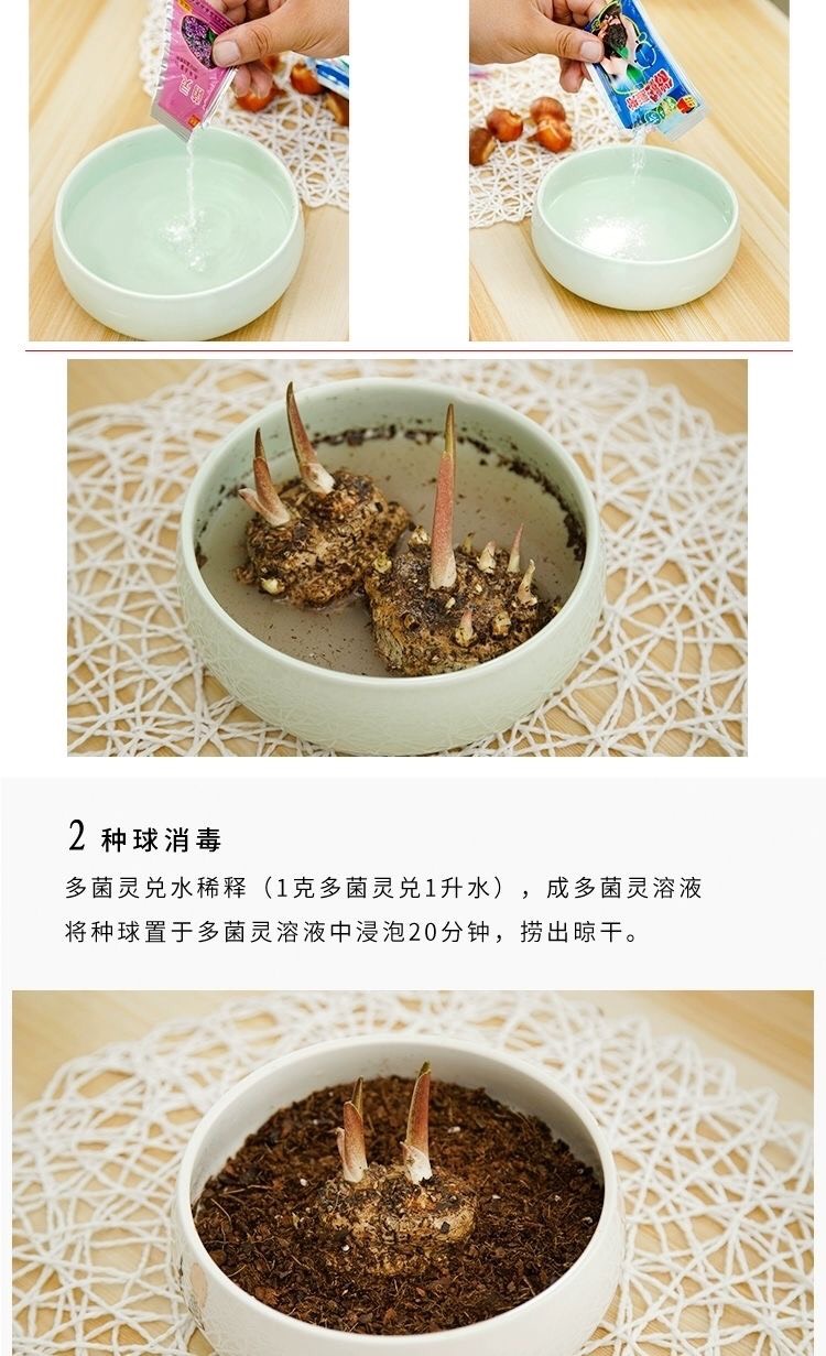 马蹄莲种球彩色马蹄莲带芽大球四季阳台室内盆栽易养