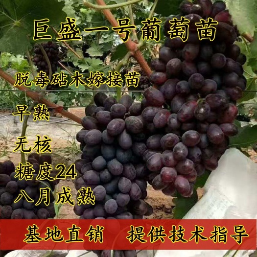 平邑县 巨盛一号葡萄苗 嫁接葡萄苗早熟品种 当年结果 基地直销
