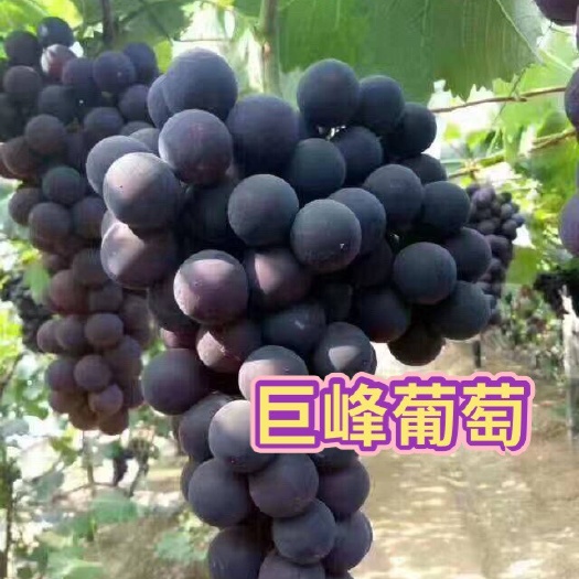 平邑县巨峰葡萄苗 适应性强 抗病抗寒性能好 保品种