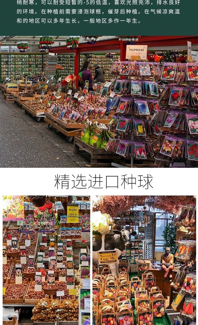 马蹄莲种球彩色马蹄莲带芽大球四季阳台室内盆栽易养
