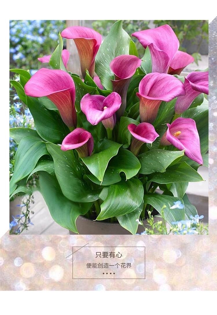 马蹄莲种球彩色马蹄莲带芽大球四季阳台室内盆栽易养