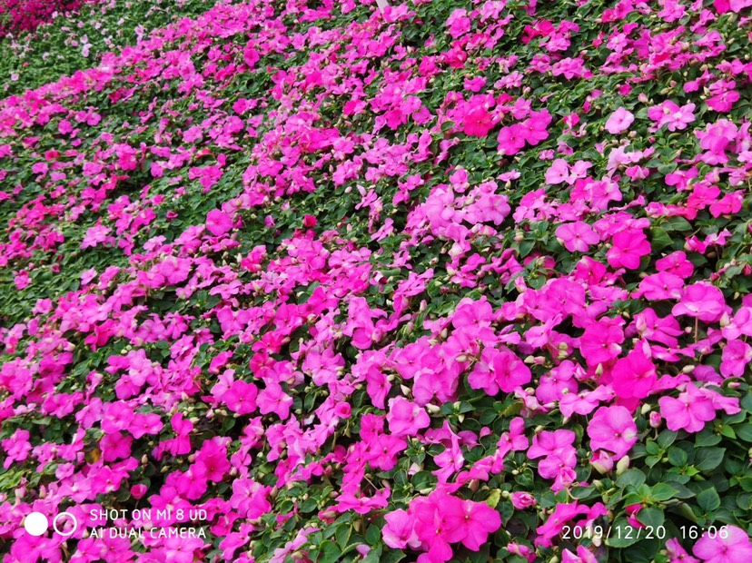 凤仙，凤仙花形似蝴蝶，花色有粉红、大红、紫色等货源充足