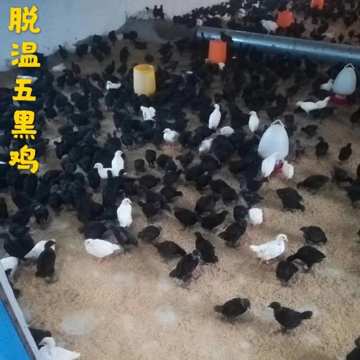 广州脱温五黑绿壳蛋鸡苗  五黑鸡苗脱温五黑鸡苗包打疫苗