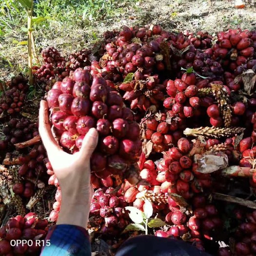 福贡县 云南怒江州草果、、、质量保证、香味浓郁