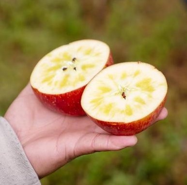 成都 正宗大凉山盐源苹果果园现摘发