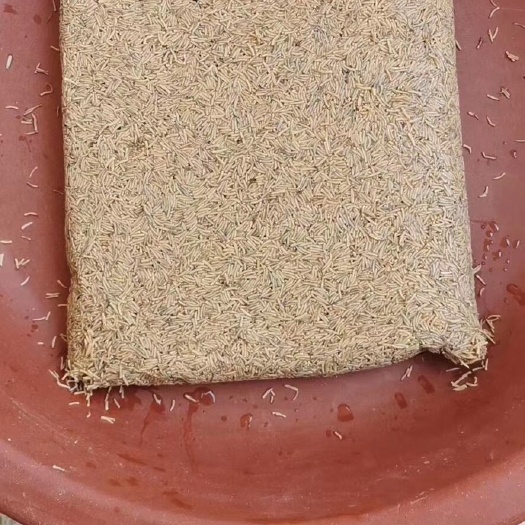 漳州水产养殖饲料  高蛋白蝇蛆饲料精品凤凰虫全程喂养奶粉红糖健康无菌基地直销