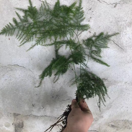 平邑县文竹  云片松  清地