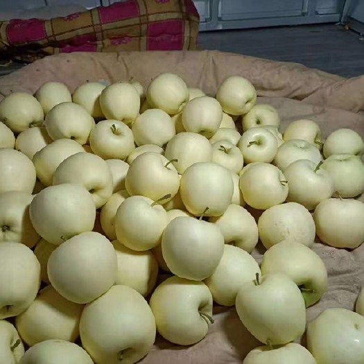 凌海市黄元帅苹果 黄元帅精品大量供应产地代办