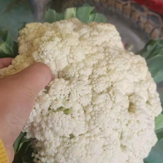 新野县白花菜花 菜花，色白，个匀，无黑点，无烂根