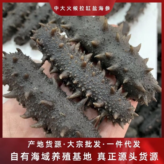 霞浦海参 厂家直销福建拉缸盐海参10-20头批发