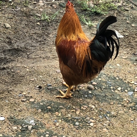 南宁正宗灵山土鸡苗 各种土苗  全国供应 技术指导