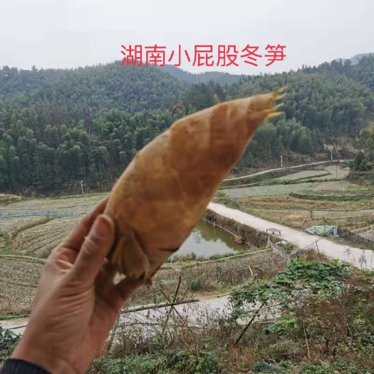 衡阳县今年野生黄泥冬笋，新鲜带壳嫩笋芽一手货源，量大价优