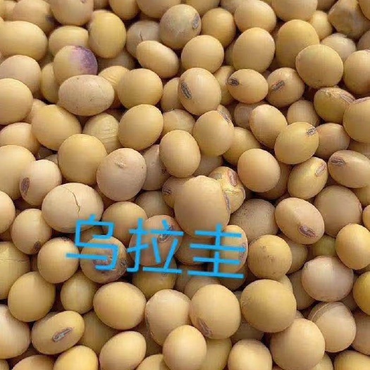 永城市大豆  。
精品乌拉圭非高温