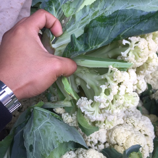 东台市有机花菜 精品散花有机花菜 大量上市 欢迎洽谈