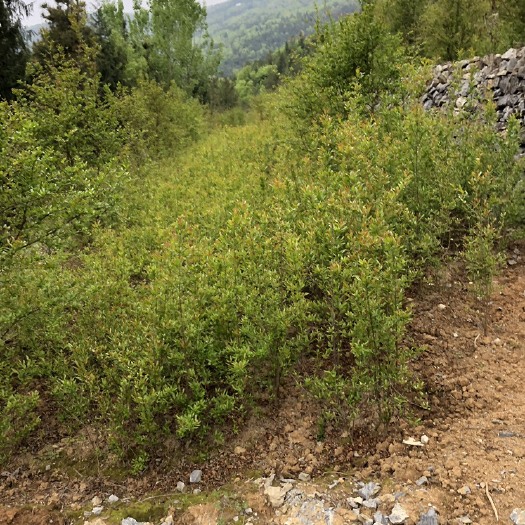 巴东县花石榴苗  石榴树苗，突尼斯软籽石榴树苗