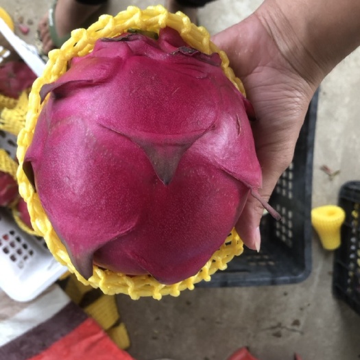 金都一号火龙果  火龙果红良子金都一号 果地现摘 所有品种湛江硇洲遂溪城月货