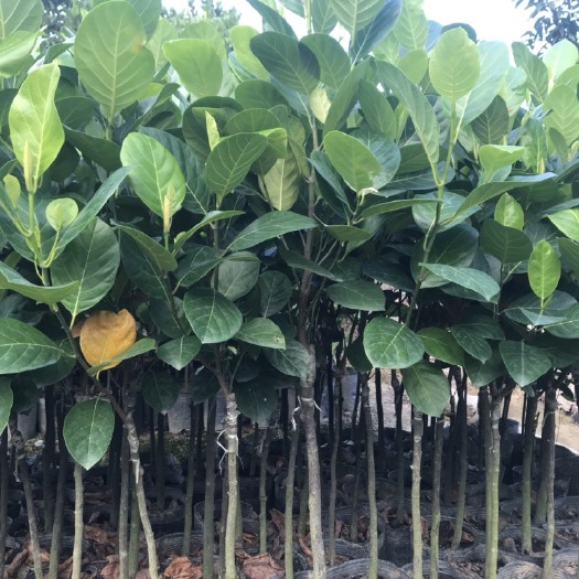 普宁市马来西亚一号菠萝蜜苗 马来西亚1号菠萝蜜果苗