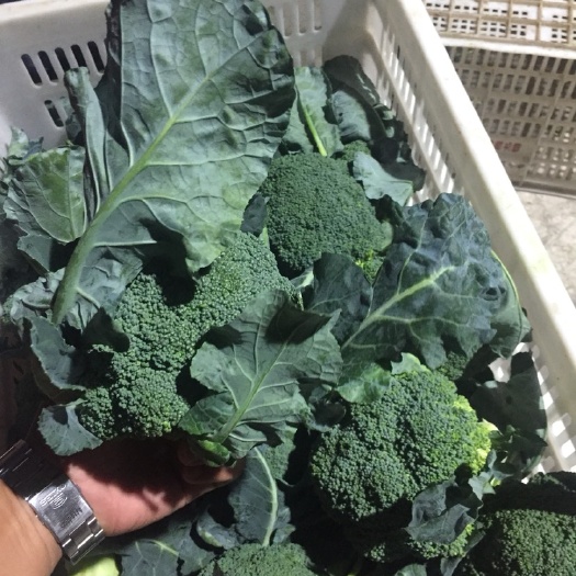 一手货源西兰花 个个漂亮的 欢迎砸单洽谈