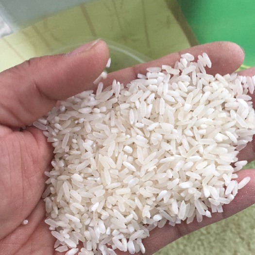 籼米  18中稻、19、20晚稻食堂米