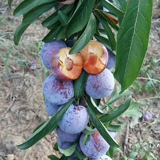 苍溪县脆红李苗  晚熟脆甜脱骨离核