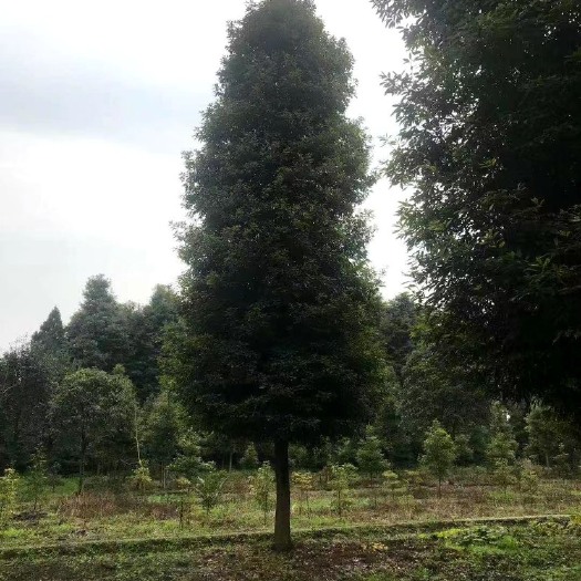 成都楠木，金丝楠木，20公分楠木基地，楠木基地价