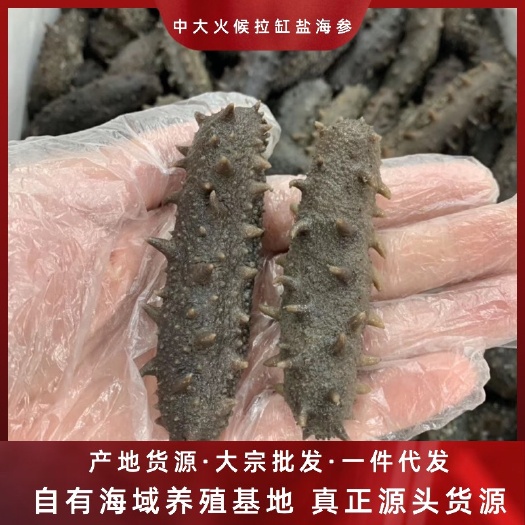 霞浦海参  大火候拉缸盐海参新货40-60头质量保证一手货源