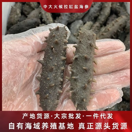 霞浦县霞浦海参  大火候拉缸盐海参新货40-60头质量保证一手货源